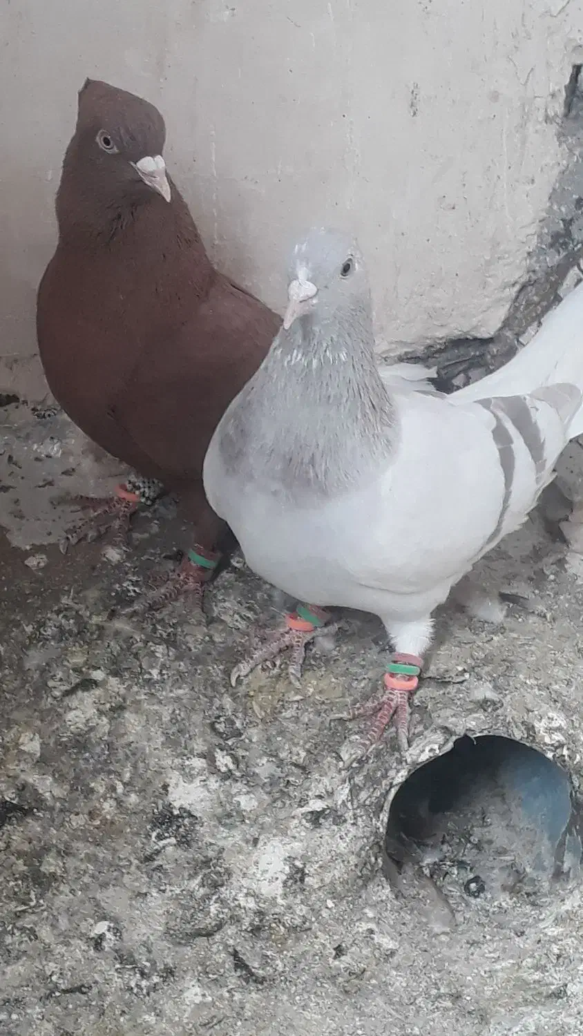 پرنده فروشی|پرنده|تربتحیدریه, حیدرآباد|دیوار