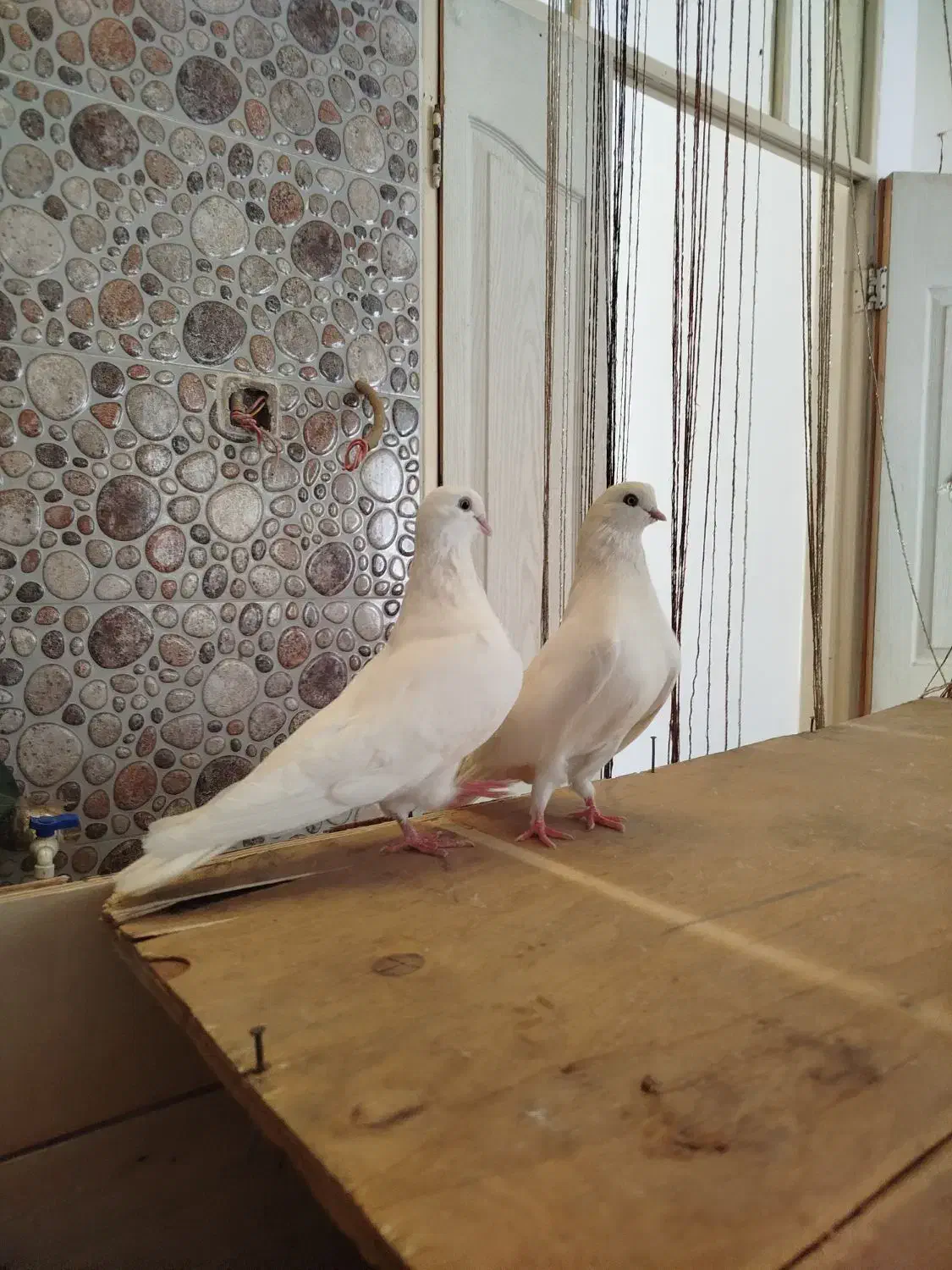 تهرانی نوک ریز|پرنده|شیروان (لرستان), |دیوار