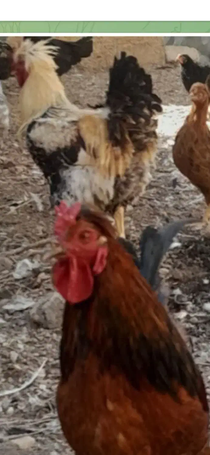 فروس خروس بزرگ|حیوانات مزرعه|ورزنه, |دیوار