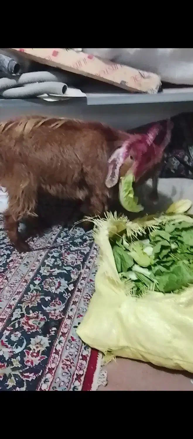 بزغاله ماده|حیوانات مزرعه|مشهد, کارمندان دوم|دیوار