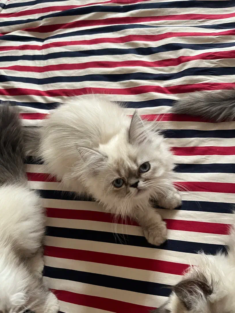 هیمالین شیرین و بانمک|گربه|مشهد, امیریه|دیوار