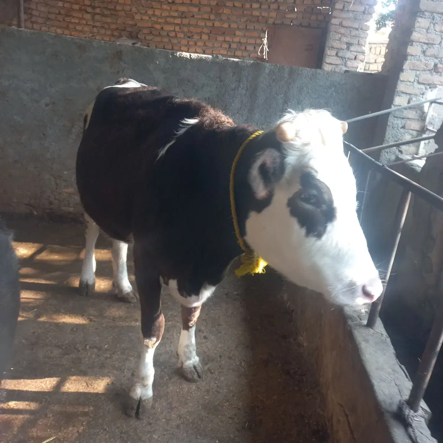 تلیسه دو عدد آبست با یه گوساله|حیوانات مزرعه|بندر گز, |دیوار