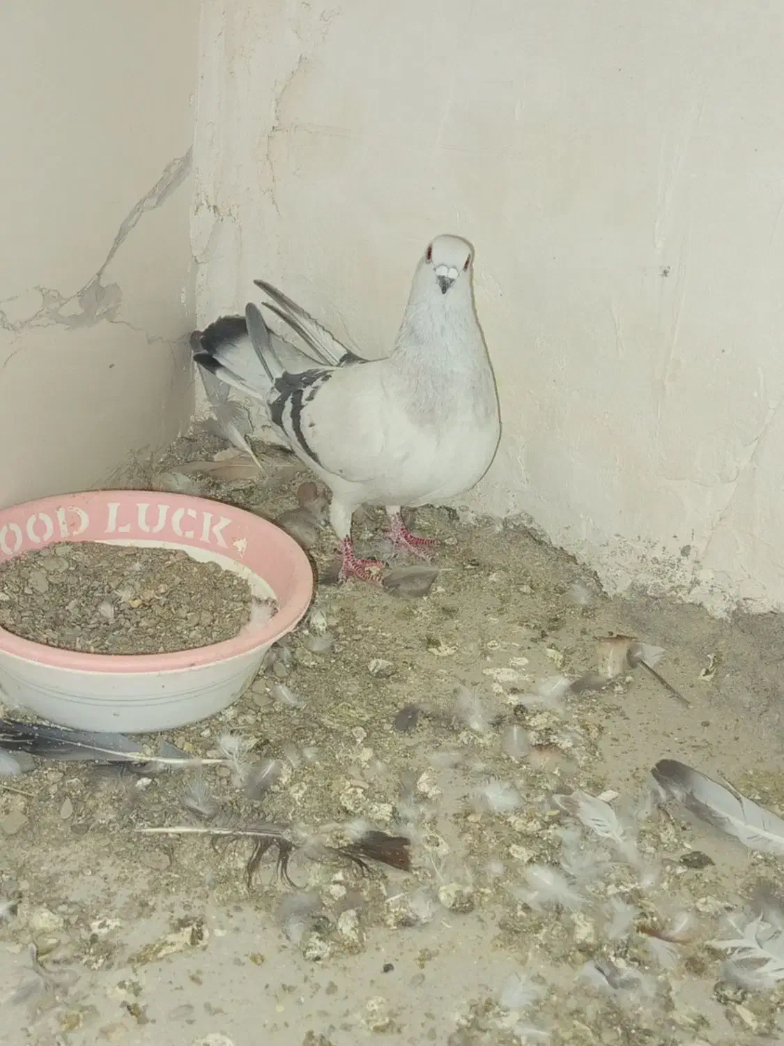 کبوتر رنگی|پرنده|سراوان, |دیوار