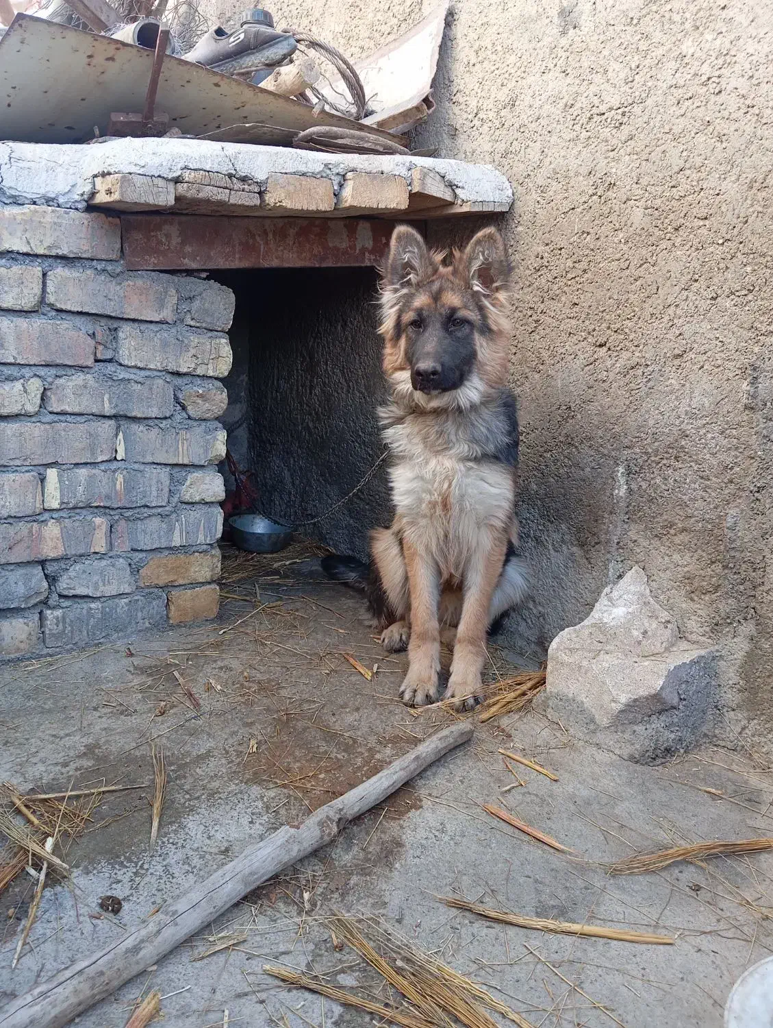 سگ ژرمن ترکیبی|سگ|زالیان, |دیوار