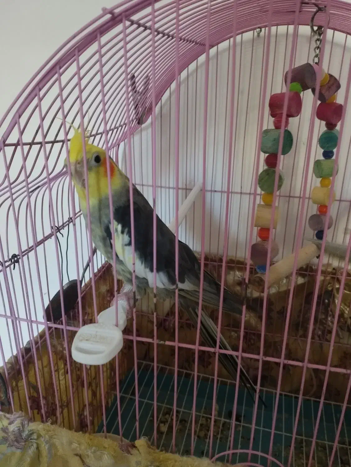 عروس هلندی سخنگو|پرنده|سراب, |دیوار