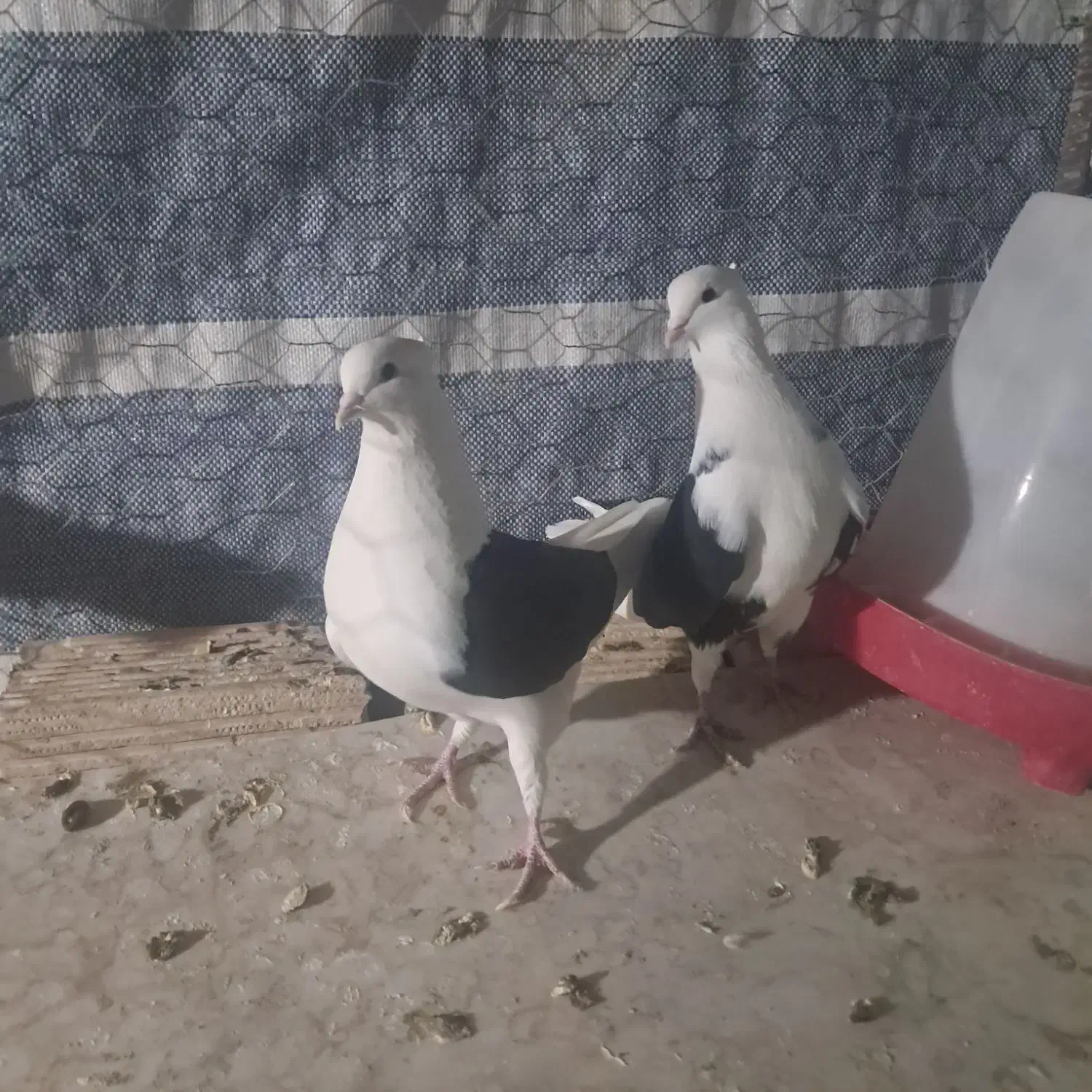 کبوتر دوکت|پرنده|شاهینشهر, گزبرخوار|دیوار