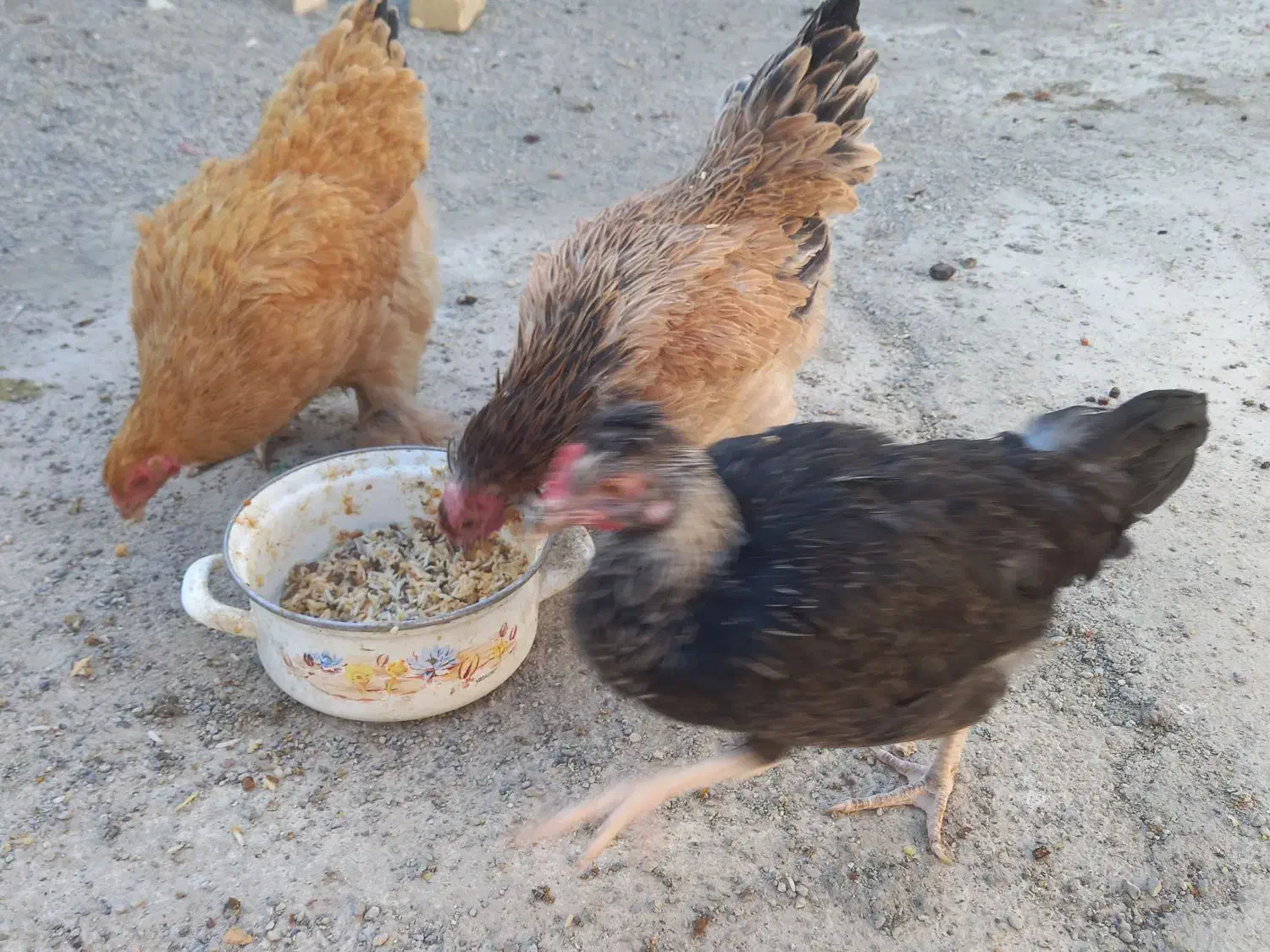 مرغ تخم گذار|حیوانات مزرعه|خمینی‌شهر, |دیوار