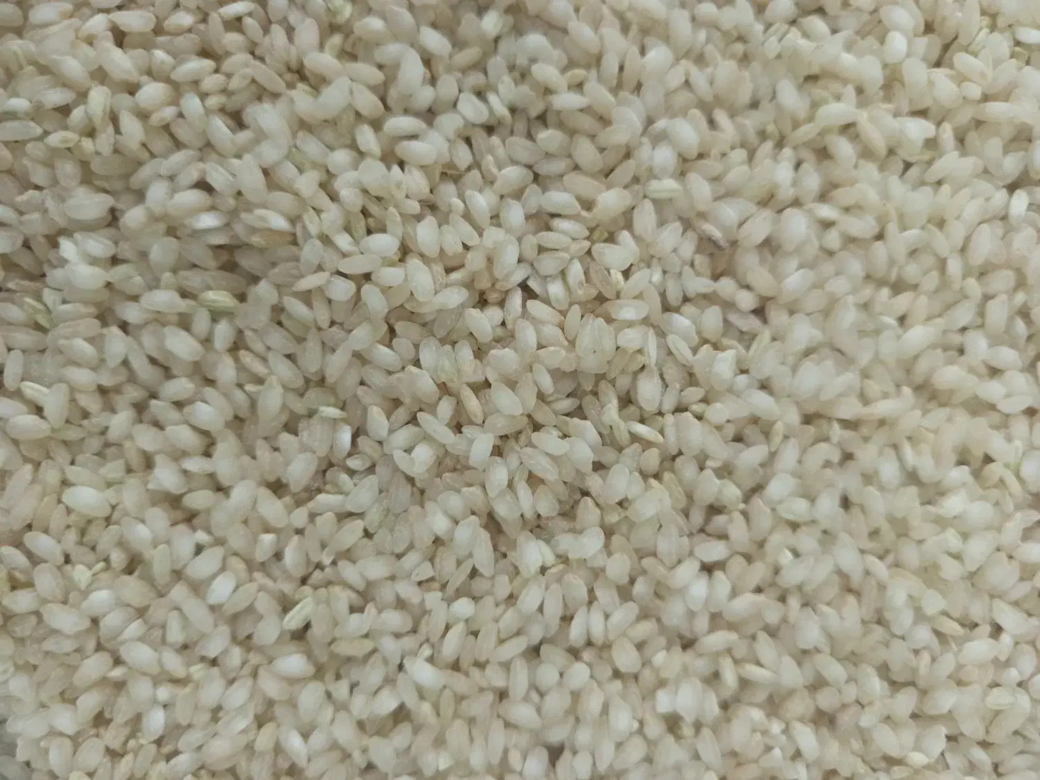 برنج گرده خانمیرزا|خوردنی و آشامیدنی|خانمیرزا, |دیوار