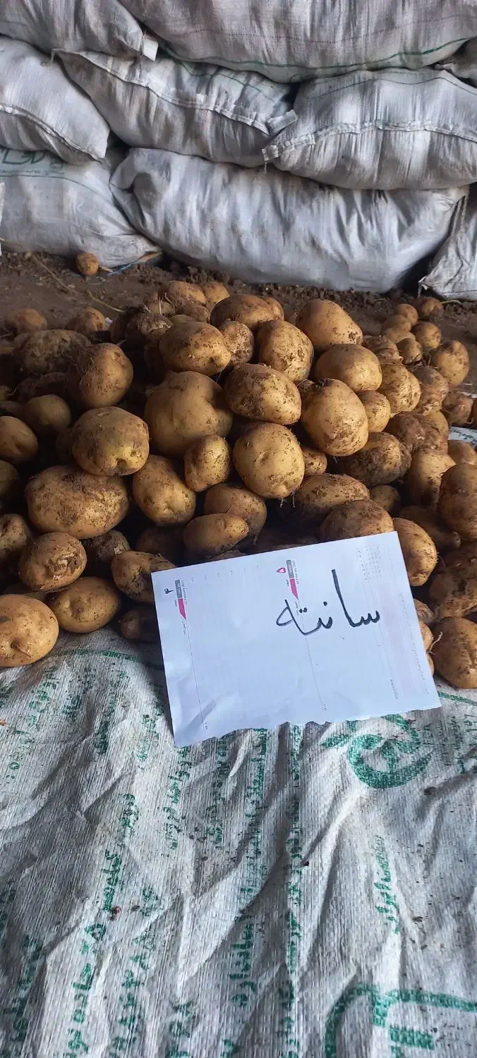 سیب بذری وارداتی ۴۰۲ و ۴۰۳|خدمات باغبانی و درختکاری|شیراز, حافظیه|دیوار