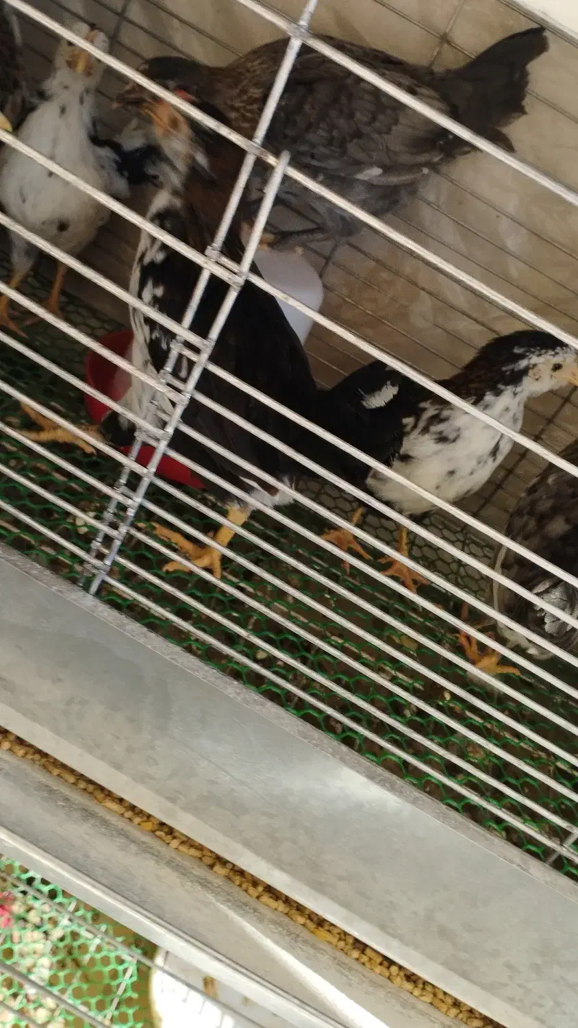 جوجه خروس گلین لری دو ماهه|حیوانات مزرعه|بابل, |دیوار