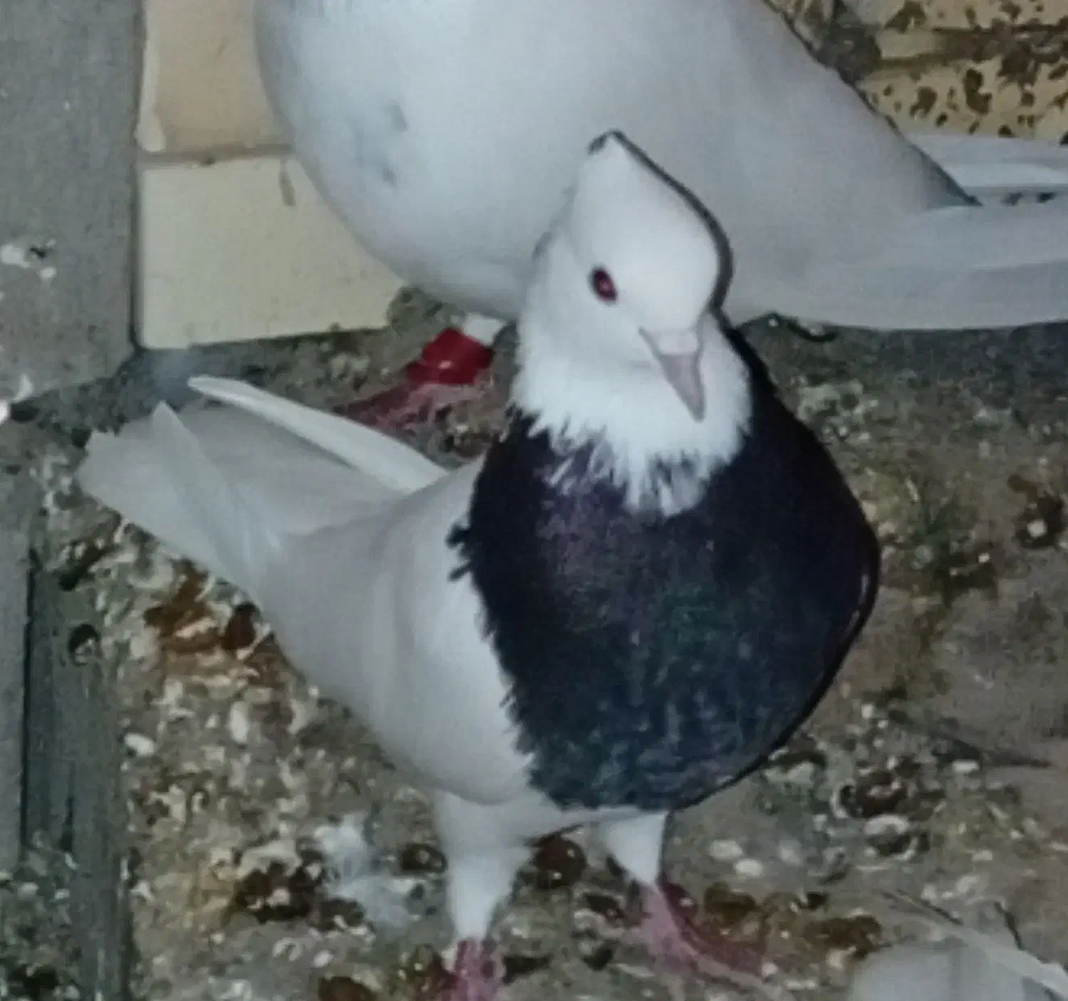 کفتر|حیوانات|خرمشهر, |دیوار