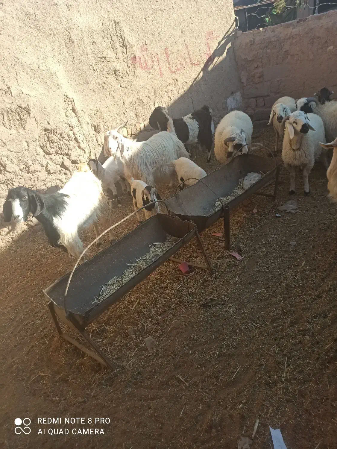 تعدادی بز شیری وزاییده و بره شیر به فروش می رسد|حیوانات مزرعه|سیرجان, |دیوار