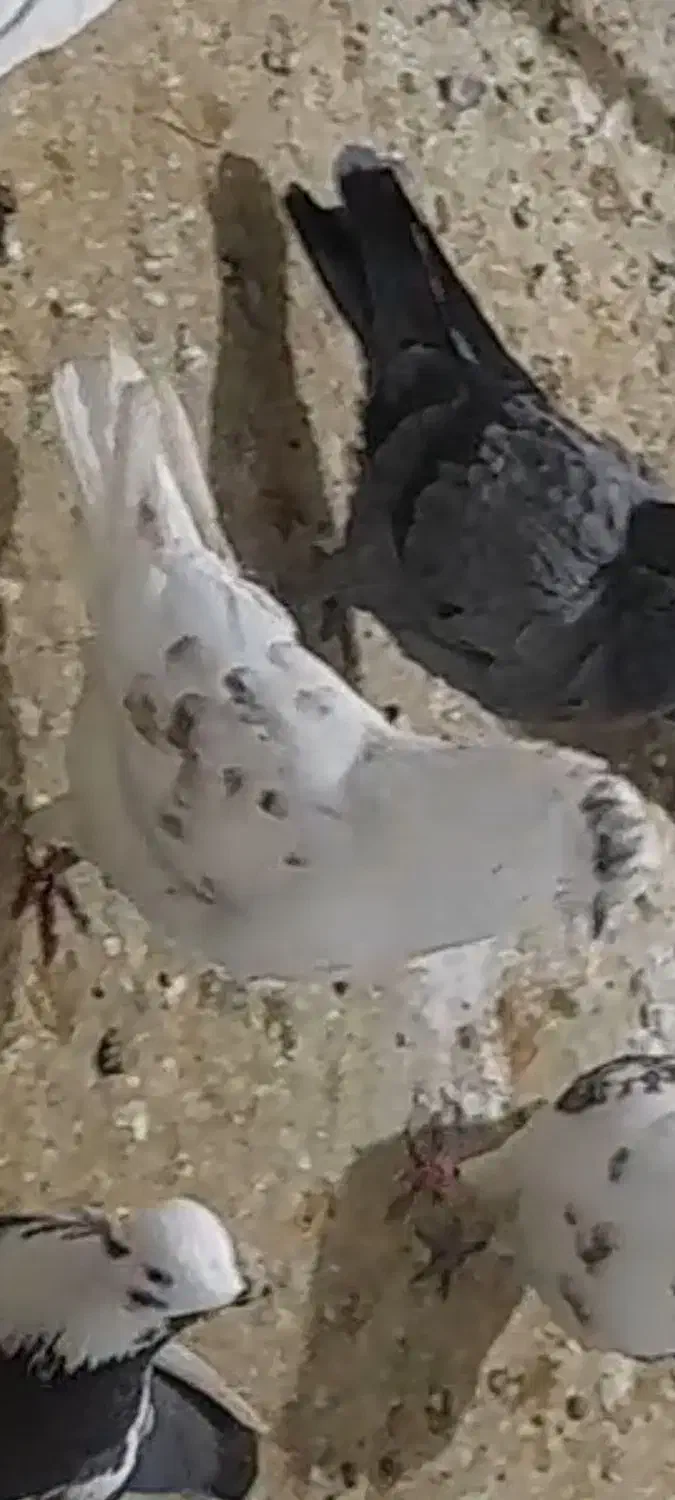 کبوتررفتنی|حیوانات|ارومیه, |دیوار