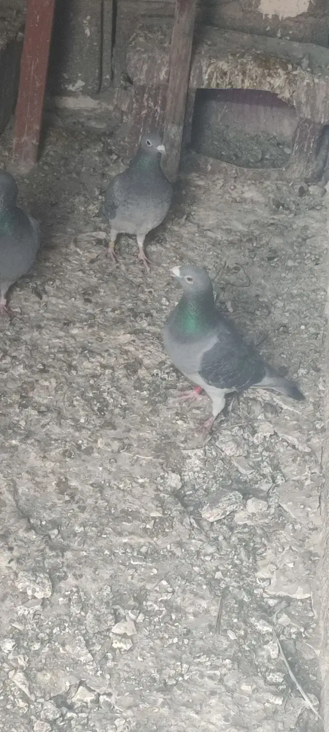 پلاکی|پرنده|قدس, هفت جوی|دیوار