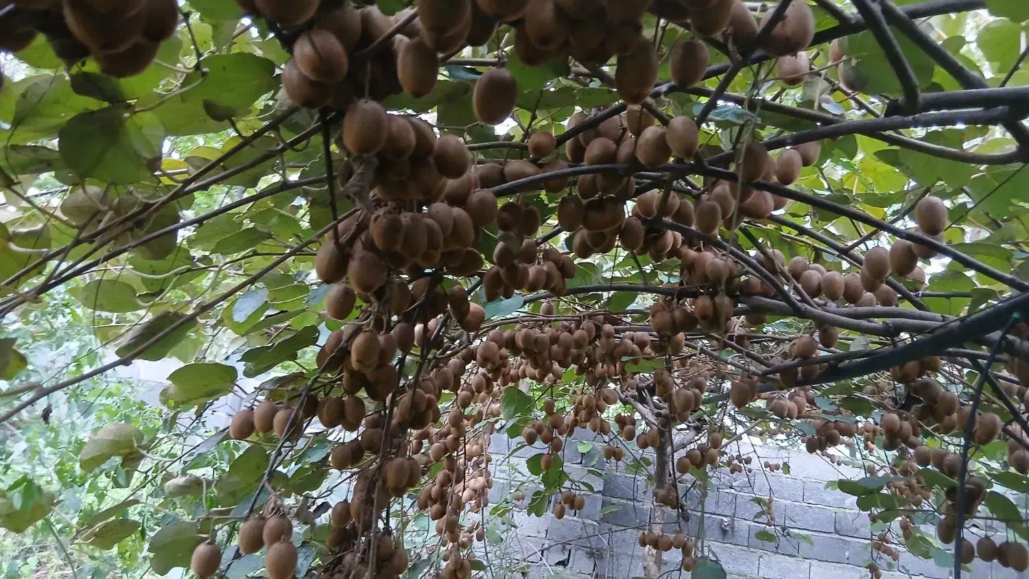 فروش کیوی|عمده‌فروشی|سنگر, |دیوار