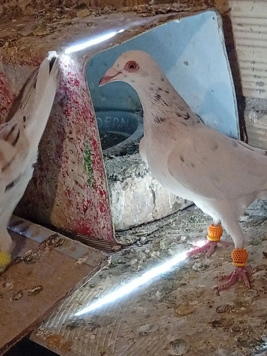 کفتر|پرنده|محمدیه-قزوین, |دیوار