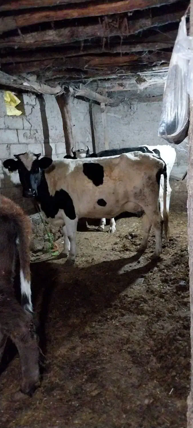 گاوشیری تازه زاشکم دوم|حیوانات مزرعه|قصابه, |دیوار