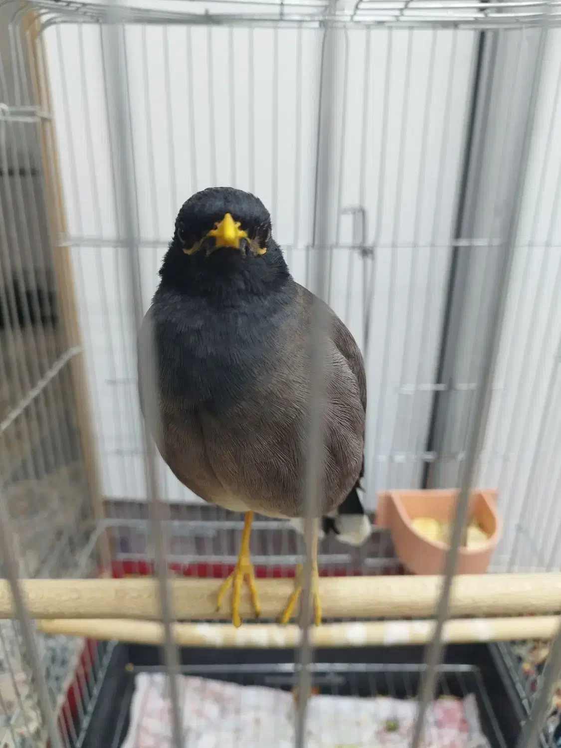 مرغ مینا دستی|حیوانات|اصفهان, شمس آباد|دیوار