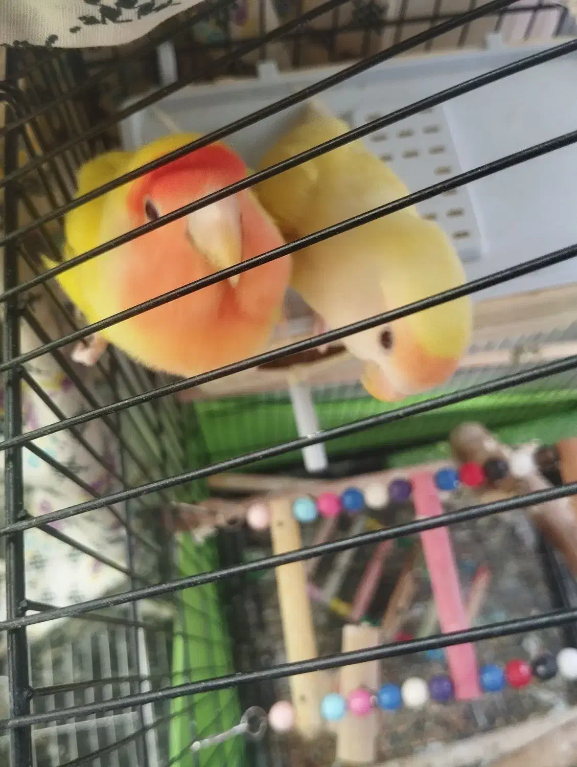 طوطی برزیلی مولد خوشرنگ (کارداده تضمینی)|پرنده|تهران, اتابک|دیوار