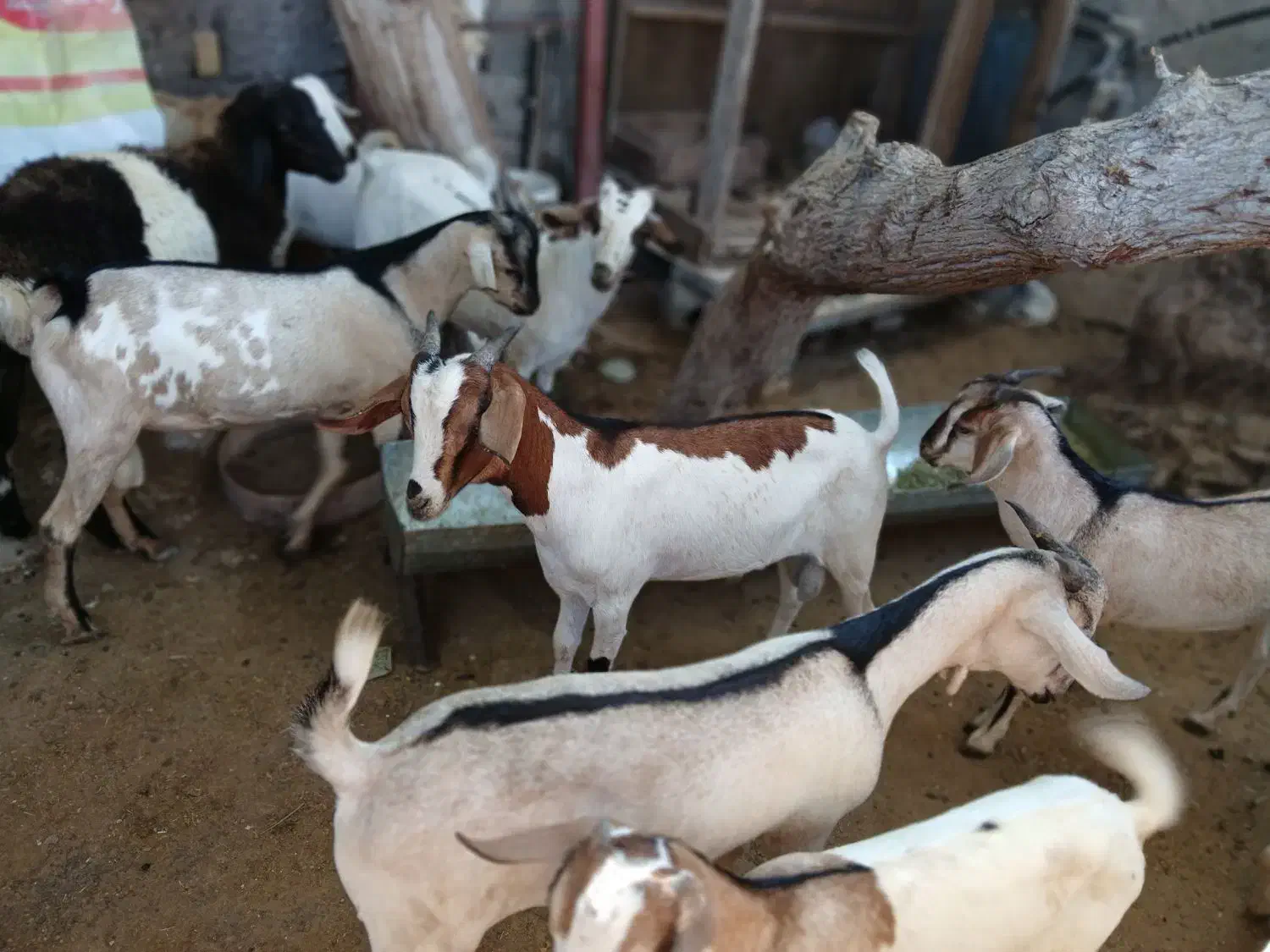 کهره نر و بره غوچ|حیوانات مزرعه|بندرلنگه, |دیوار