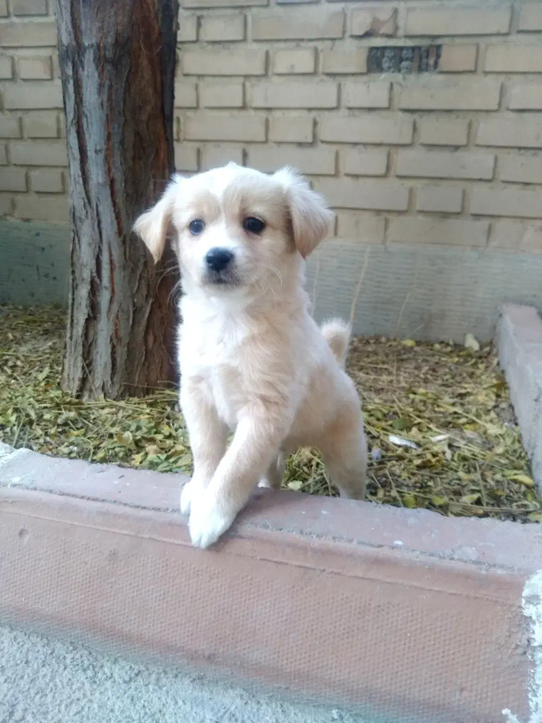 توله سگ|سگ|اسلام‌شهر, شهرک واوان|دیوار