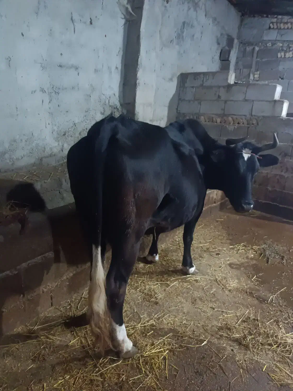 فروش گاو محلی|حیوانات مزرعه|فریم, |دیوار