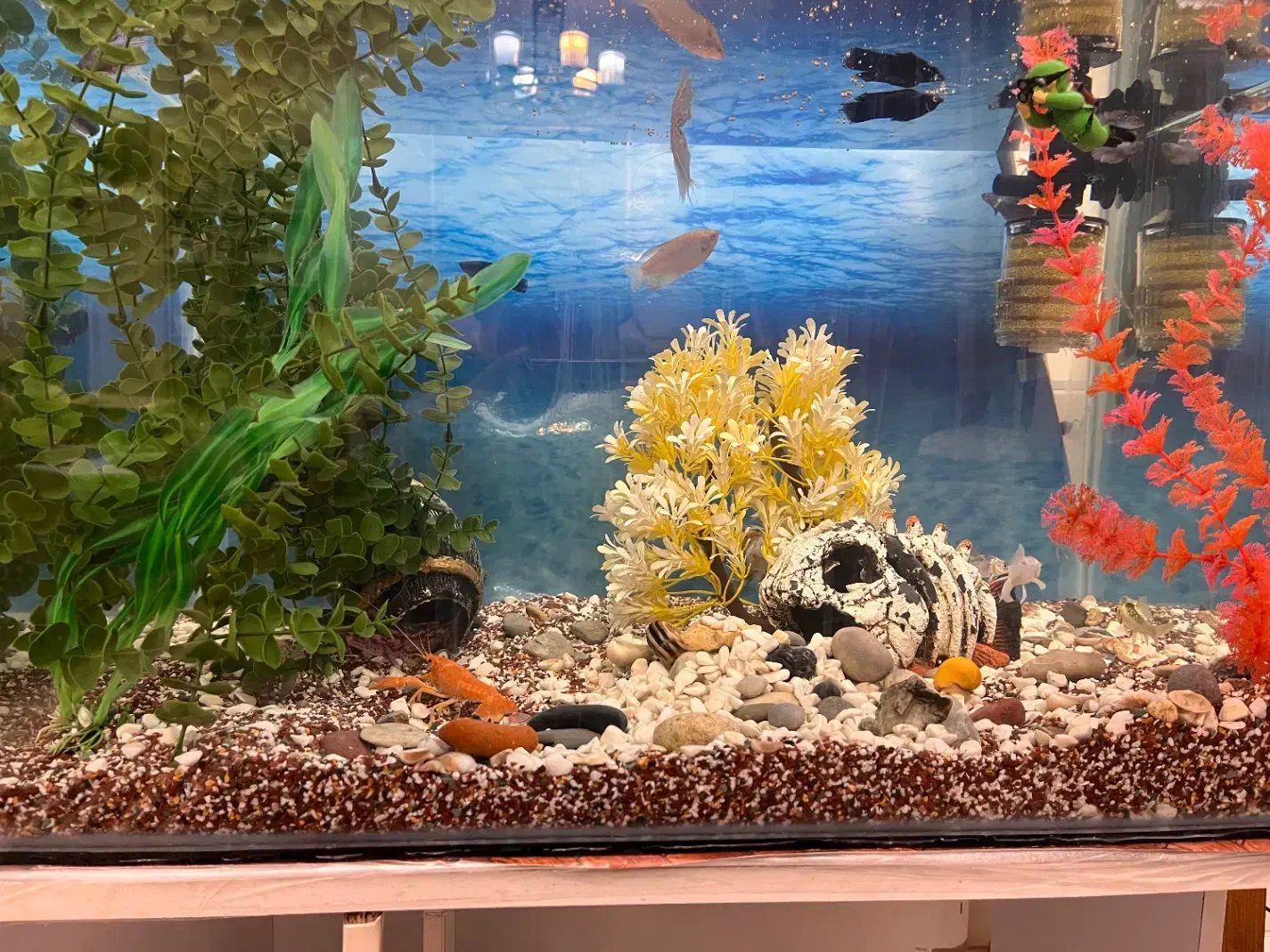 ماهی|ماهی|اراک, |دیوار