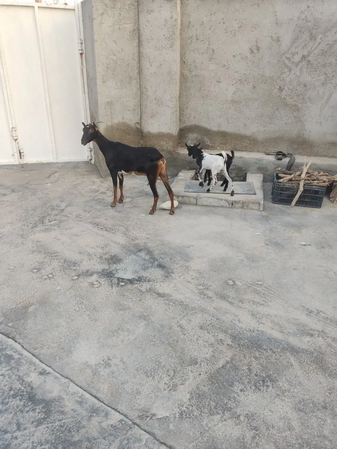 بزه دو قلو جزیزی کهرهاش هردوتاش نر هستش|حیوانات مزرعه|کاکی, |دیوار