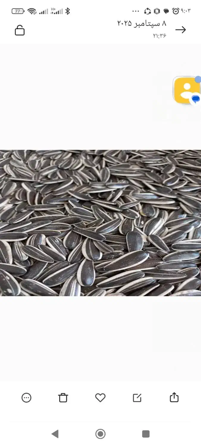 ۴۰۰کیلو تخمک آفتاب گردان خارجی درشت s400|عمده‌فروشی|شیراز, سعدیه جنوبی|دیوار