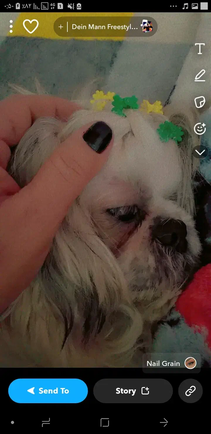 سگ شیتزو فلت|سگ|آکند, |دیوار