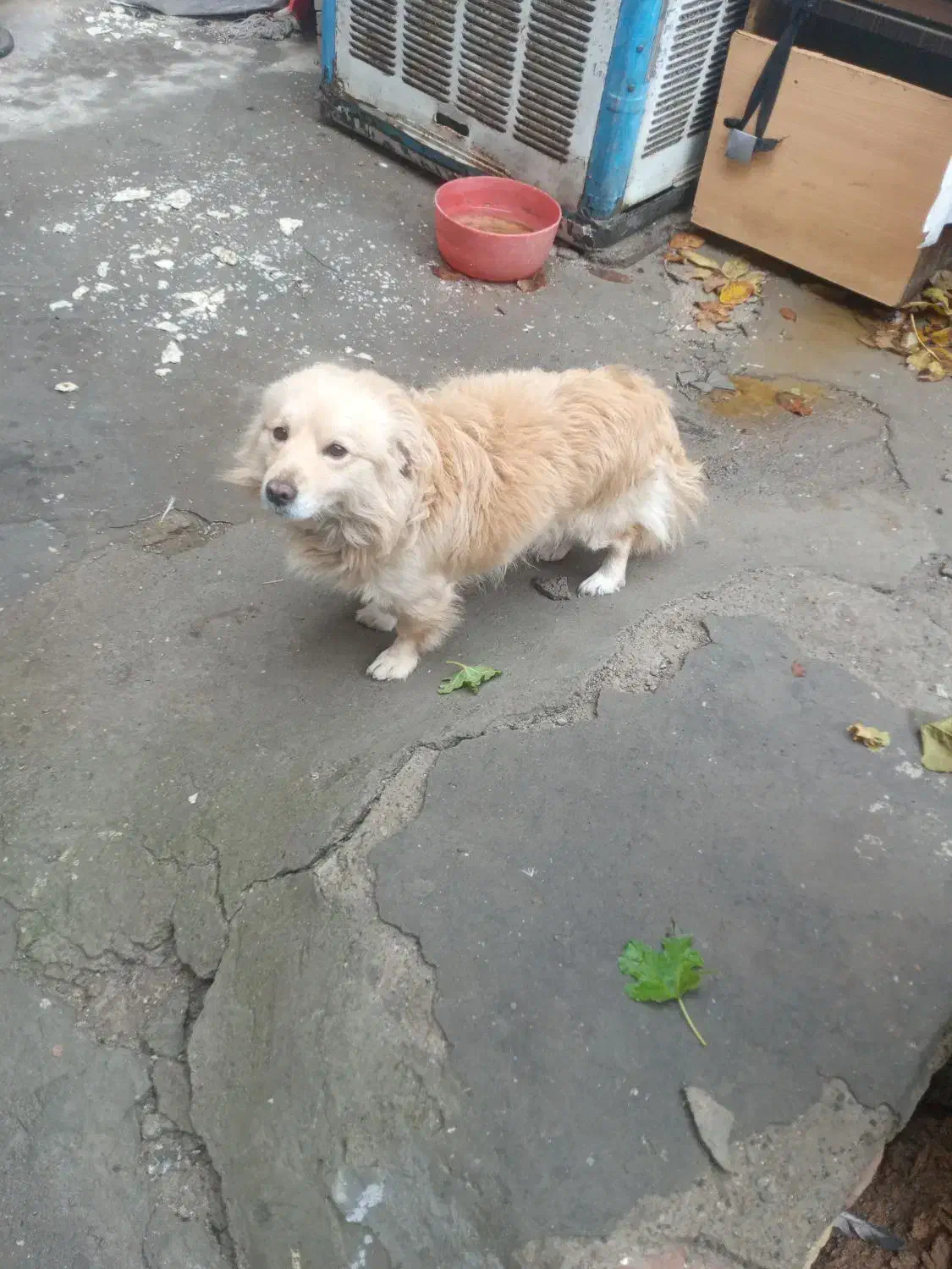 سگ نرطلایی رنگ|سگ|تبریز, |دیوار