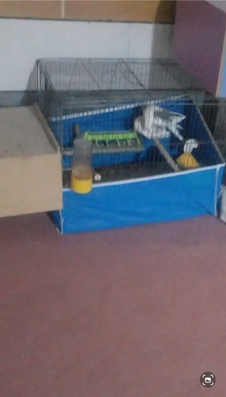 عروس هلندی|پرنده|ایذه, |دیوار