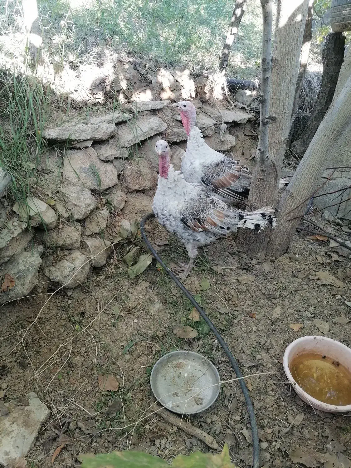 فروش بوقلمون|حیوانات مزرعه|یاسوج, |دیوار