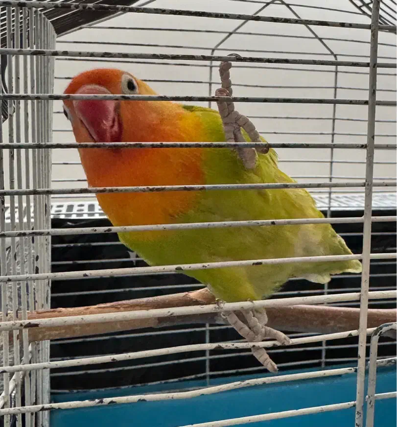 طوطی برزیلی|پرنده|تهران, ارجمندی راد|دیوار