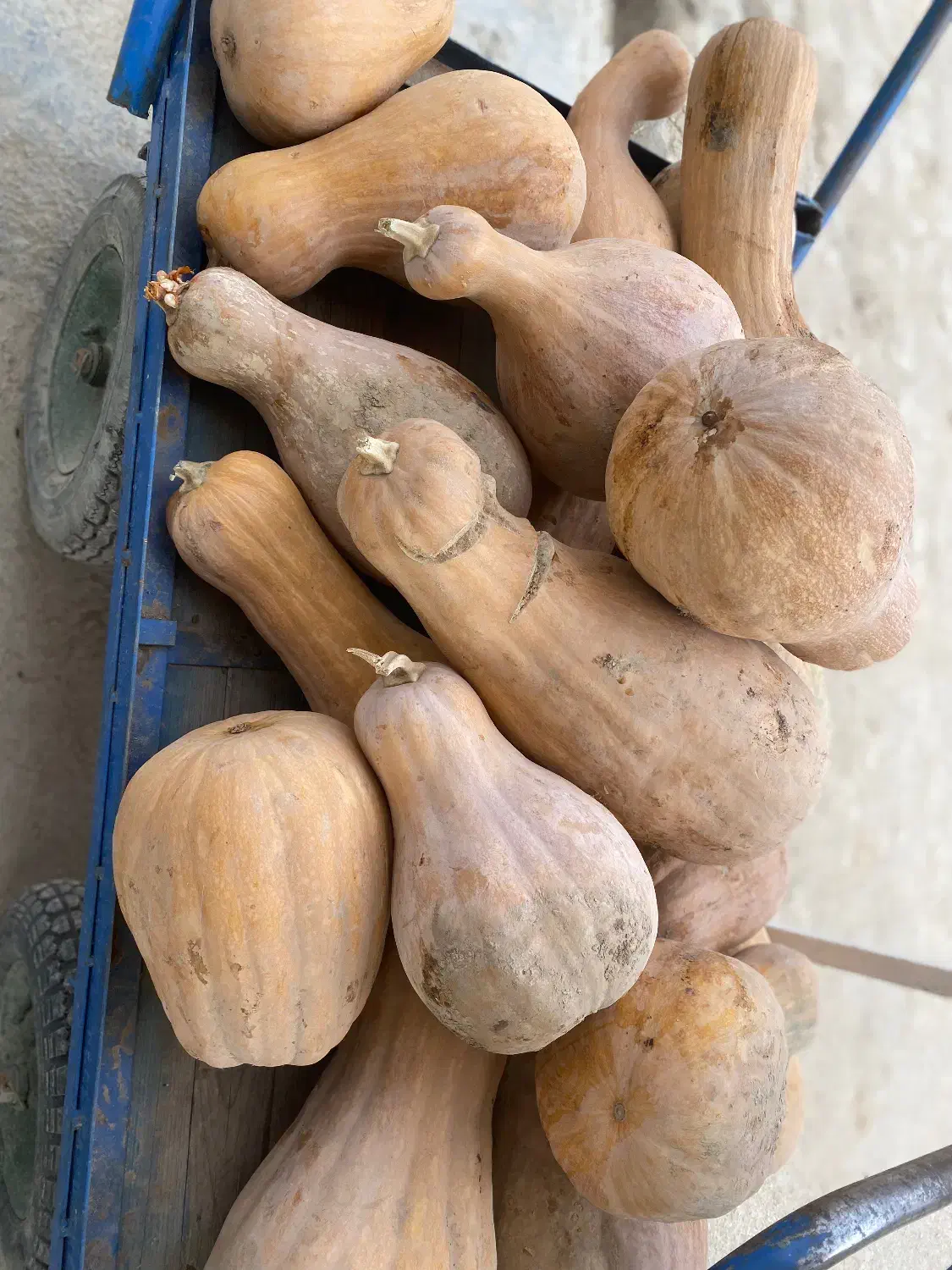 کدو|خوردنی و آشامیدنی|آشخانه, |دیوار