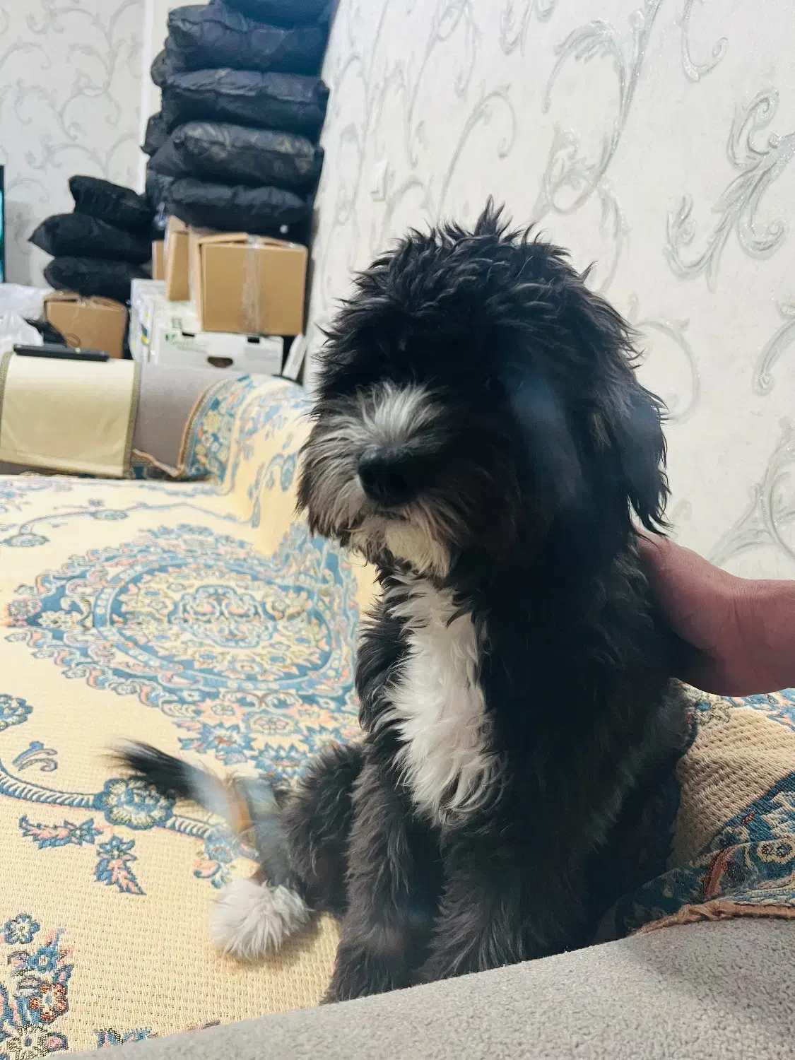 سگ شیتزو تریر|سگ|تهران, خلیج فارس|دیوار