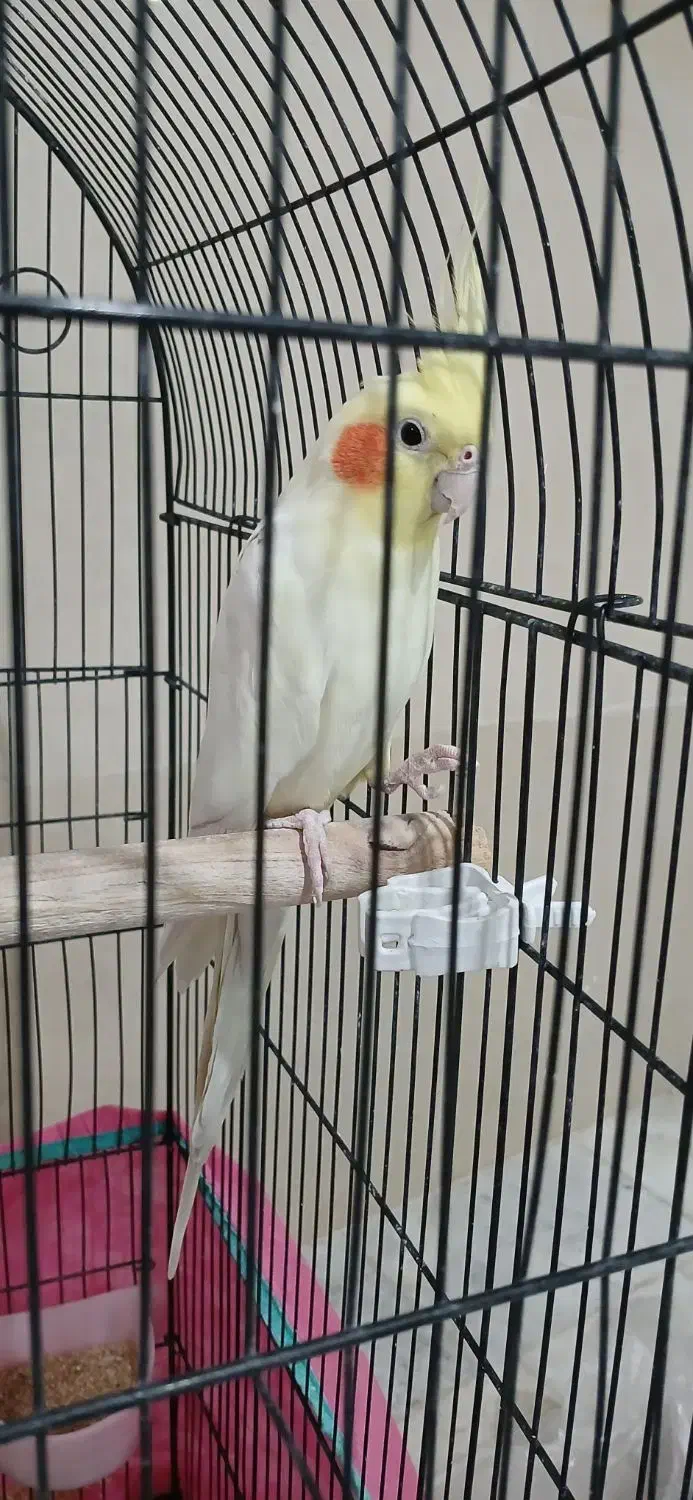 عروس هلندی|پرنده|یزد, |دیوار