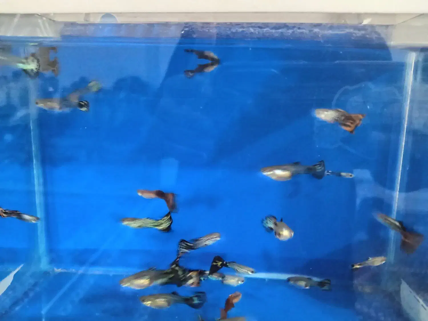 ماهی گوپی درجه یک کمیاب|ماهی|زنجان, |دیوار