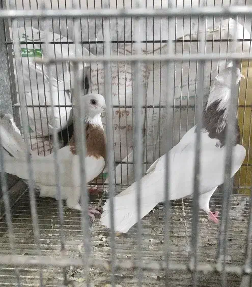 بار جدید کفتر تهران رسید|پرنده|چهارباغ, |دیوار