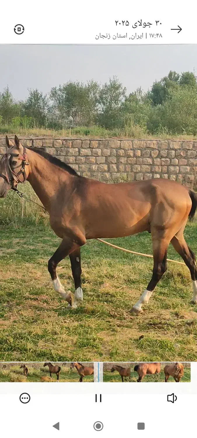 اسب ترکمن آخال|اسب و تجهیزات اسب‌سواری|زنجان, |دیوار