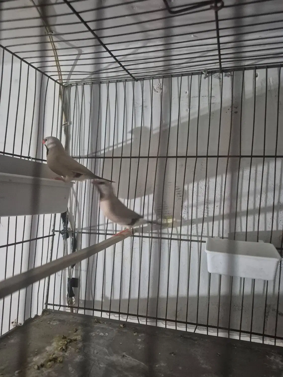 یک جفت فنچکرواتی مولد|پرنده|تهران, بازار|دیوار