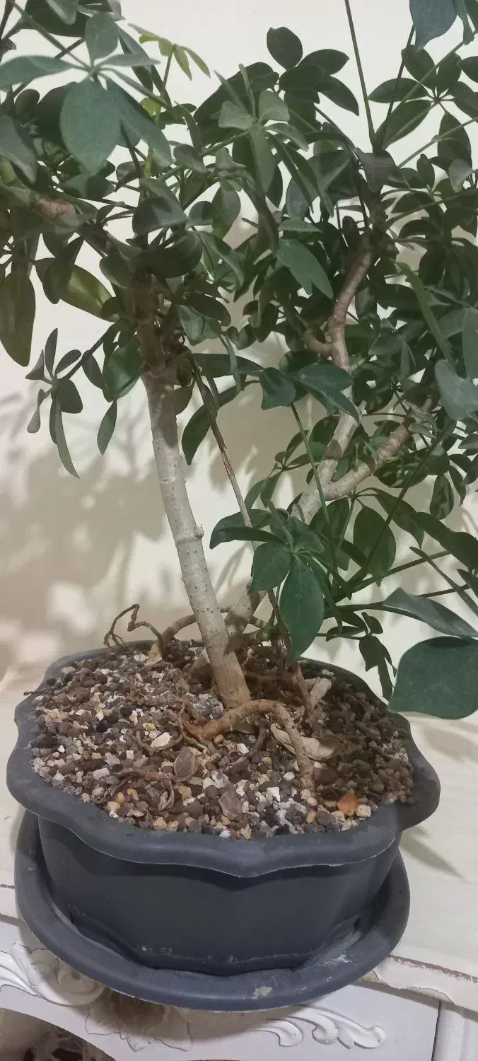 بونسای شفلرا|گل و گیاه طبیعی|کرمانشاه, |دیوار