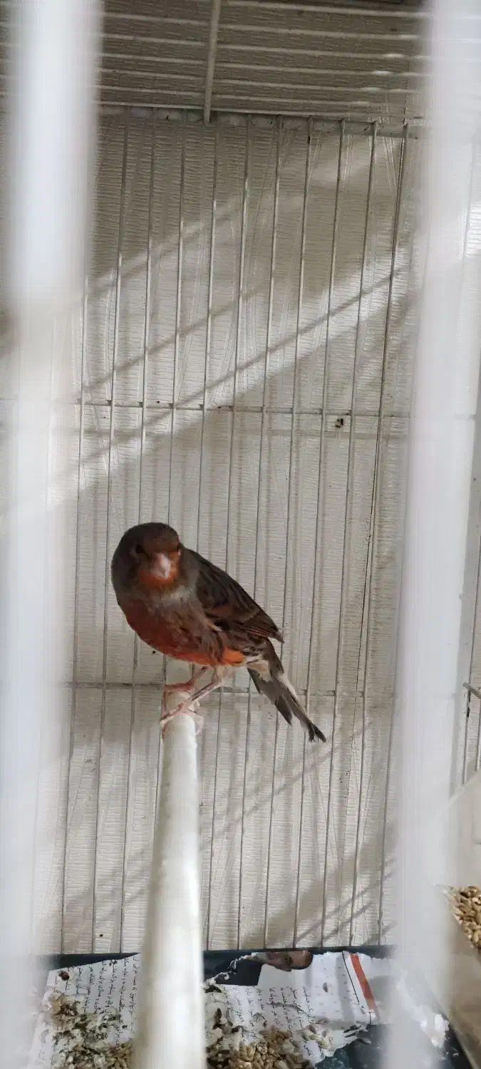 قناری ماده شتری سرخ آماده|پرنده|تربت‌حیدریه, منصوریه|دیوار