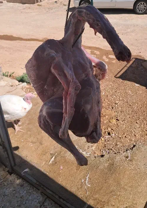 بوقلمون گوشتی ارگانیک|حیوانات مزرعه|زرقان, |دیوار