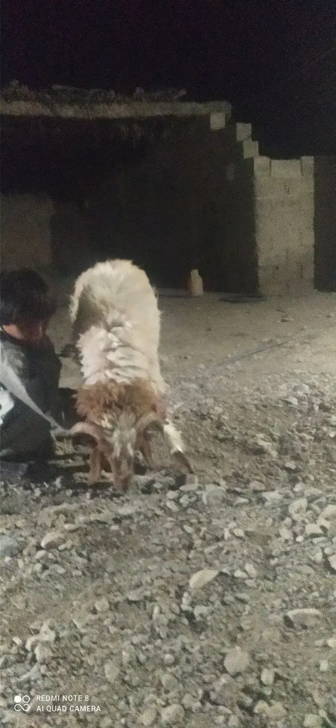 گوراند فروشی|حیوانات مزرعه|مهرستان, |دیوار