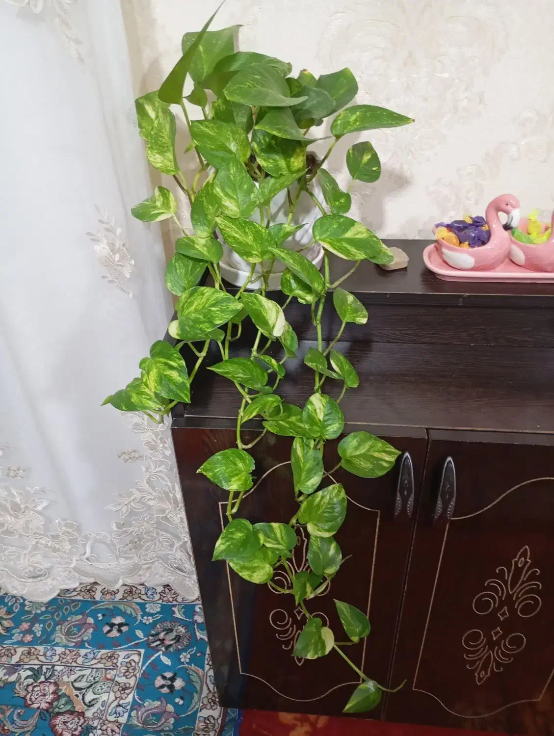 گل‌های فروشی|گل و گیاه طبیعی|آذرشهر, |دیوار