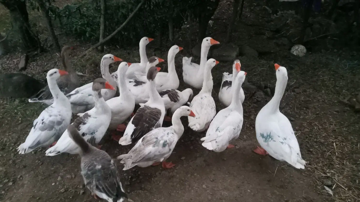 غاز|حیوانات مزرعه|لوندویل, |دیوار