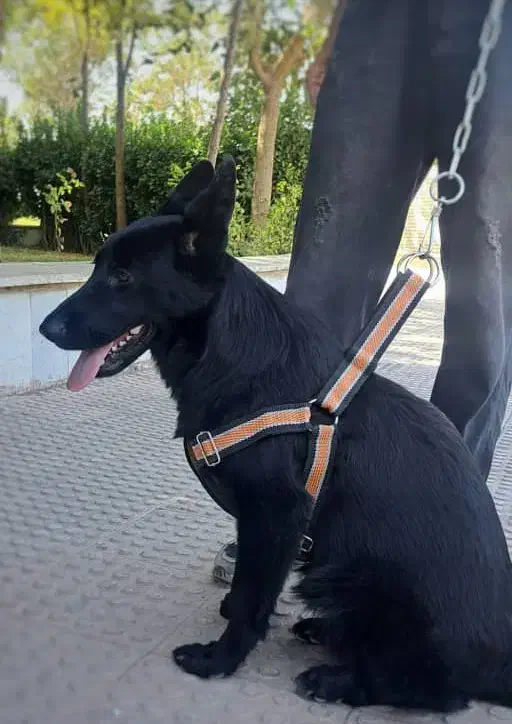 ژرمن بلک اصیل|سگ|وحیدیه, |دیوار