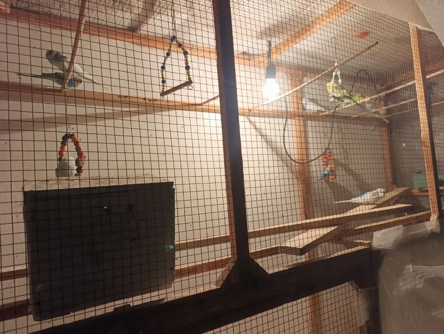 18 تا مرغ عشق|پرنده|قلعه نو, |دیوار