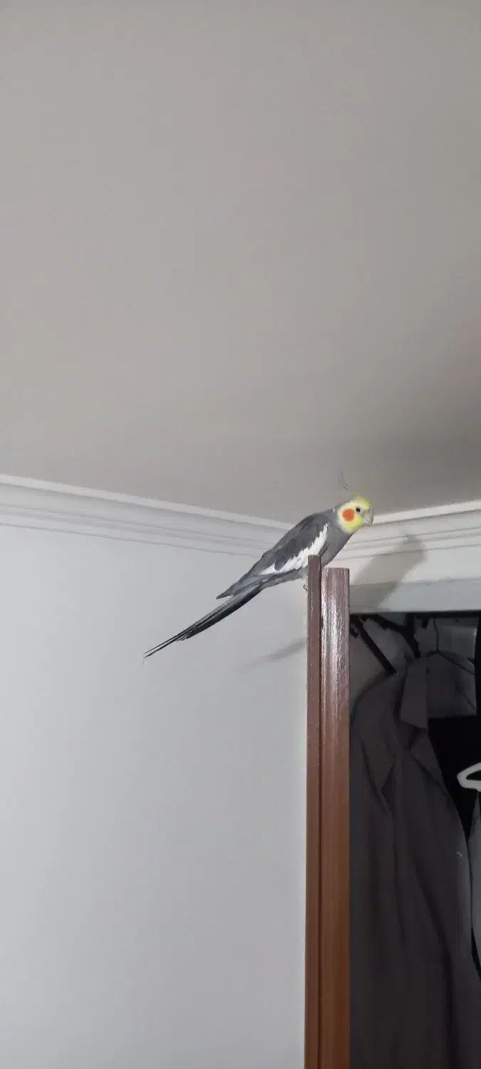 جفت عروس هلندی|پرنده|یزد, |دیوار